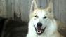 A Valley Village foundation wants to clear threatening preconceived notions people may have about wolves.