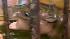 A baby pygmy hippopotamus made his public debut at Polands Wroclaw Zoo on Wednesday.