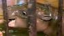 A baby pygmy hippopotamus made his public debut at Polands Wroclaw Zoo on Wednesday.