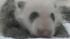 Twin pandas made their debut at the Adventure World Zoo in Japan on Friday.