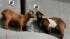 A pair of goats got stuck 60 feet above the ground and had to be rescued in Helena, Mont.