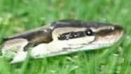 Firefighters received an unusual call to capture a 5-foot snake in South Los Angeles early Saturday morning.