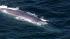 A pod of 15 to 20 blue whales were seen about...