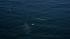 A pod of 15 to 20 blue whales were seen about...