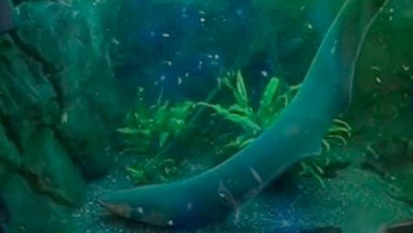 electric eel powers christmas tree in utah video abc7 com electric eel powers christmas tree in utah video abc7 com