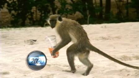 Monkeys have been stealing drinks from tourists on the island of Saint Kitts in the Caribbean.