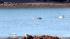 Hes known as a solitary dolphin, which means he...