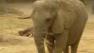 An elephant at the Dallas Zoo picked the Green Bay Packers as the victors of the upcoming Super Bowl game.