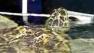 Gabby, a sea turtle in Myrtle Beach, has chosen her pick for the likely winner for this years Super Bowl.
