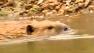 The City of L.A. wants to hire beaver trappers to keep beavers from building dams in the L.A. Aqueduct and Owens River.