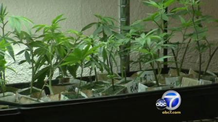 A recent study includes a report that found erectile dysfunction twice as common in male marijuana smokers.