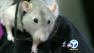 A woman in Hesperia has won the right to bring her pet rat with her shopping and into restaurants.