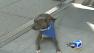 Diamond, a 15-month-old pit bull, was presented Wednesday with the 29th National Dog Hero Award by the Los Angeles SPCA.