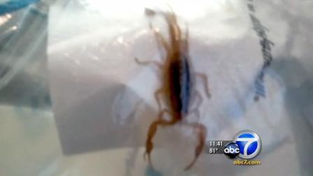An Alaska Airlines passenger encountered a scorpion during a flight from Seattle to Anchorage.