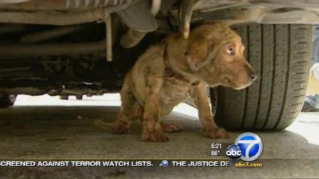 A puppy needed help after getting caught in a very tight spot under a car in hot temperatures in Miami on Monday.