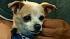 Our Pet of the Week this Thursday is a male Chihuahua mix named Bruno. Please give him a good home!