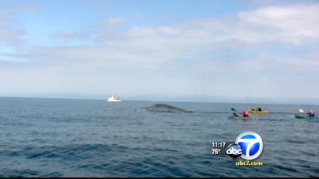 There has been another sighting of blue whales off the coast of Redondo Beachs King Harbor this weekend.