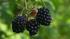 Dark berries are one of the top cancer fighting...
