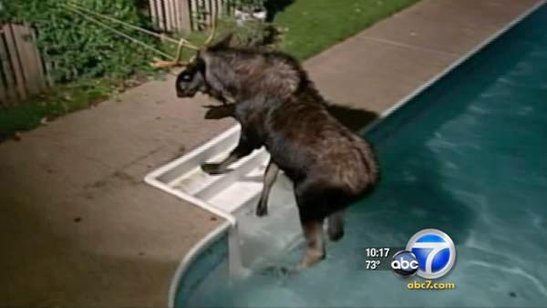 Moose In Pool