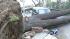 Dangerous Santa Ana winds rip through Arcadia :: Dangerous Santa Ana winds ripped through the city of Arcadia, causing dozens of trees crashed onto homes and cars.