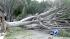 Winds cause major damage in Old Town Pasadena :: In Old Town Pasadena, trees caused major damage to businesses. The most damage was on the south side of Green Street.