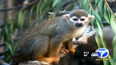 Monkey stolen from SF Zoo found in good health | abc30.