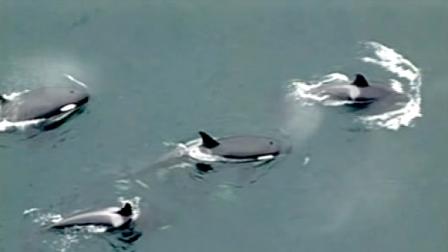 A large pod of Orca whales was spotted frolicking with a newborn calf in Puget Sound in Seattle over the weekend.