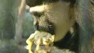 Zookeepers at the London Zoo are helping the animals brave freezing temperatures with a few warm tricks.