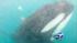 A killer whale became entangled in a crayfish pot line in New Zealand, but fortunately, a diver was able to free the orca.