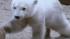The development of a 3-month-old polar bear cub, named Siku, is being streamed live on the internet.