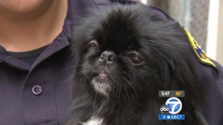 A Pekingese is held by a San Bernardino County Animal Services employee after being rescued from a puppy mill in Ontario on Thursday, April 26, 2012.