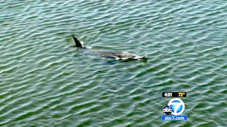 A wayward dolphin in Bolsa Chica is seen in this file photo April 28, 2012.