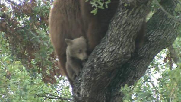 A mama bear and her two cubs perched themselves in an Altadena tree Thursday, and a crowd of people came out to watch.