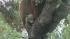 A mama bear and her two cubs perched themselves...
