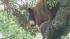 A mama bear and her two cubs perched themselves...