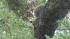 A mama bear and her two cubs perched themselves...