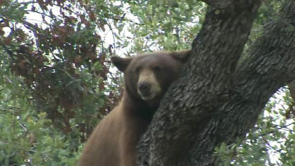 A mama bear and her two cubs perched themselves in an Altadena tree Thursday, and a crowd of people came out to watch.