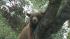 A mama bear and her two cubs perched themselves...