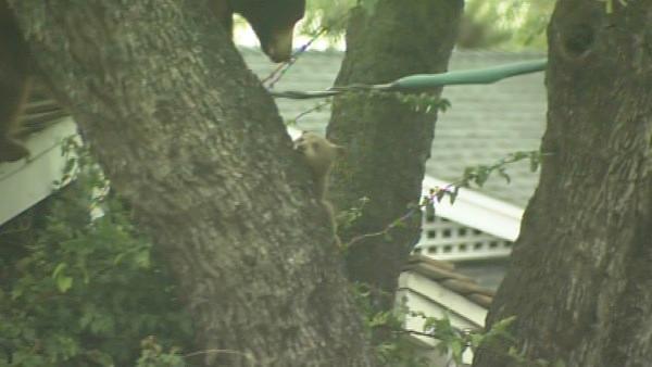 A mama bear and her two cubs perched themselves in an Altadena tree Thursday, and a crowd of people came out to watch.