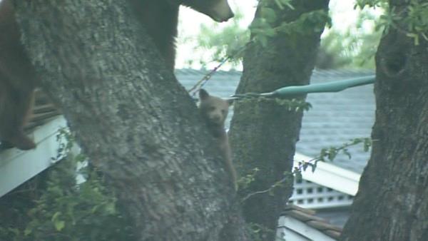 A mama bear and her two cubs perched themselves in an Altadena tree Thursday, and a crowd of people came out to watch.