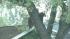 A mama bear and her two cubs perched themselves...