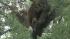 A mama bear and her two cubs perched themselves...