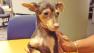 Our Pet of the Week on Tuesday is a 2-month-old Chihuahua-mix named Jake.