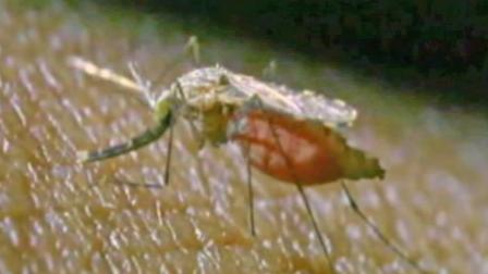 A mosquito is seen in this undated file photo.