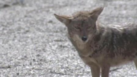 A coyote is seen in this undated file photo.