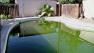A murky green algae-filled pool can be home to mosquitoes.