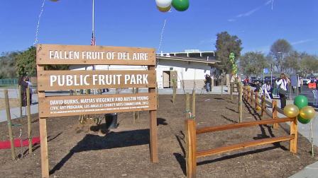 The Fallen Fruit of Del Aire Public Fruit Park is seen during its public opening in Hawthorne, Calif., on Saturday, Jan. 5, 2013. It is the states first public fruit park.