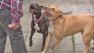 Pit bulls Pearl and Sam are seen with dog trainer Brandon Fouche in this undated file photo.