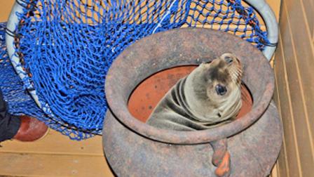 A stranded sea lion pup is seen hiding in a flower pot in Capistrano Beach. The pup, now named Rigby, is being cared for at the Pacific Marine Mammal Center and is said to be improving.