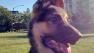 Kennedy, a German Shepherd, is seen in this undated file photo. He was snatched up by an unidentified man from a sidewalk in Downtown Los Angeles. The dogs owner has laucnhed a hunt to bring Kennedy home.